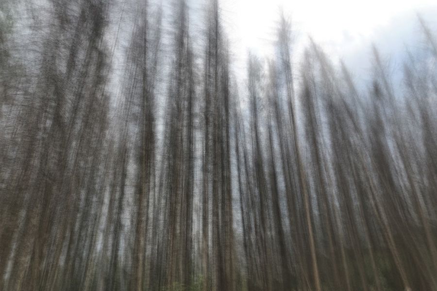 Wald für Experimentelle foto workshop