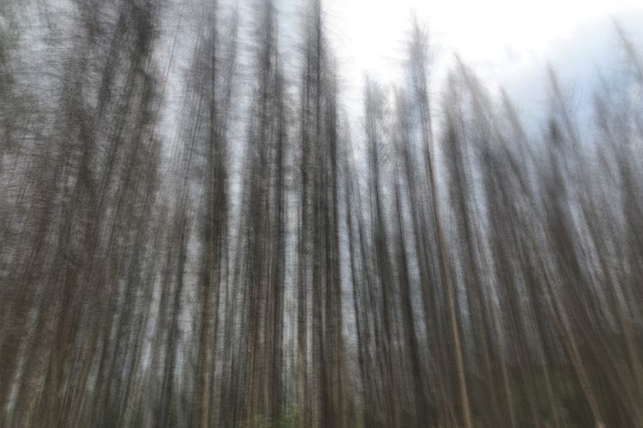 Experimentelle Fotografie 4 Wald für Experimentelle foto workshop