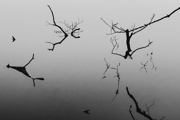 Start 4 Spiegelungen kahler Äste und Silhouetten von Vögeln im Wasser
